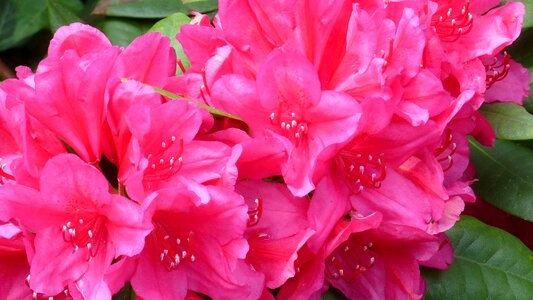 Joy color garden