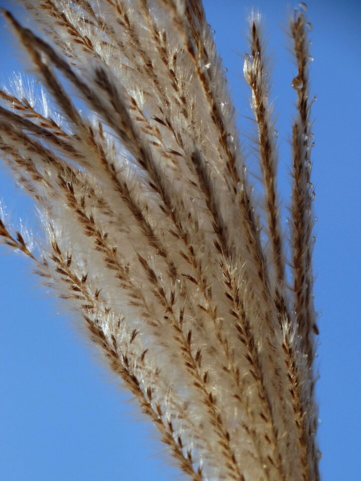Reed nature Free photos