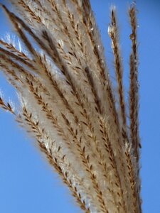 Reed nature Free photos