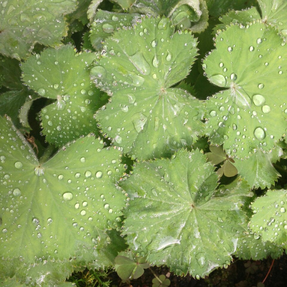 Dewdrop leaves leaf veins