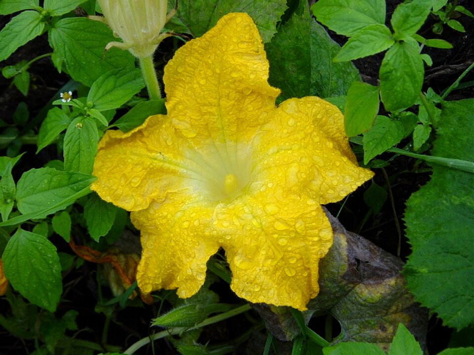 Yellow flower summer flowers flora