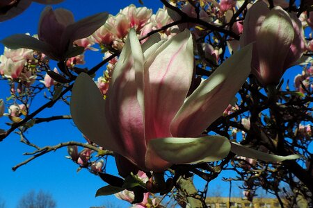 Tree flower magnolia