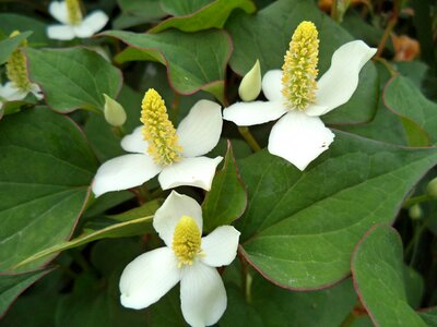 White flower summer flowers flora