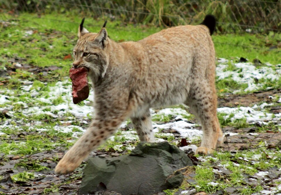 Wildcat big cat cat photo