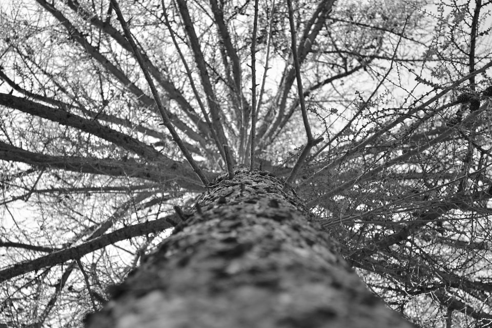 High tall black and white