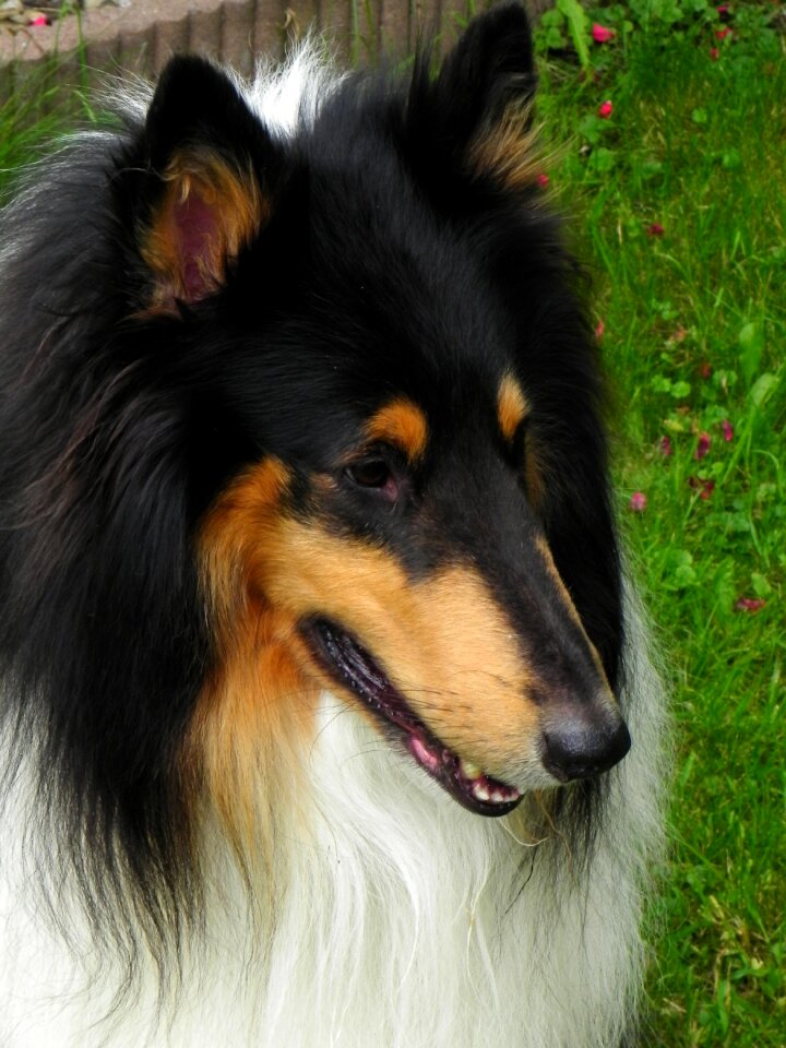 Collie purebred dog dog