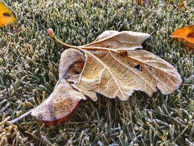 Leaves frost winter