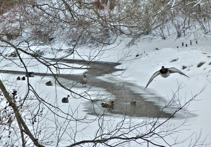 River nature