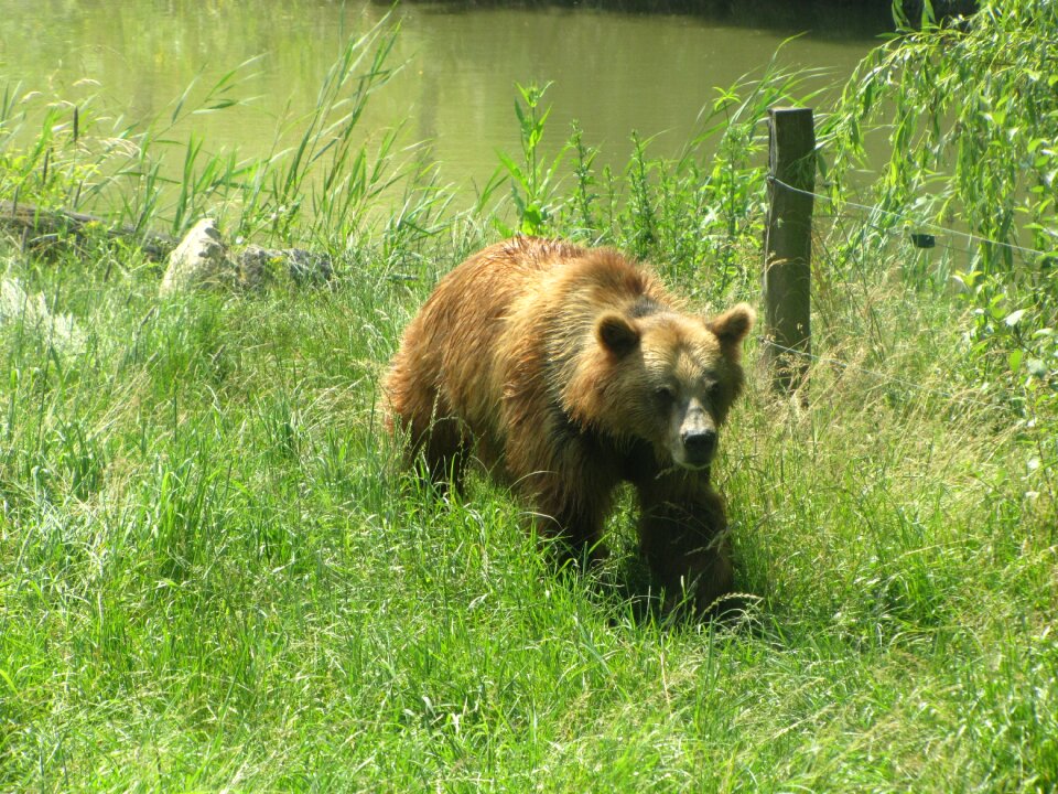 Brown bear mammal predator