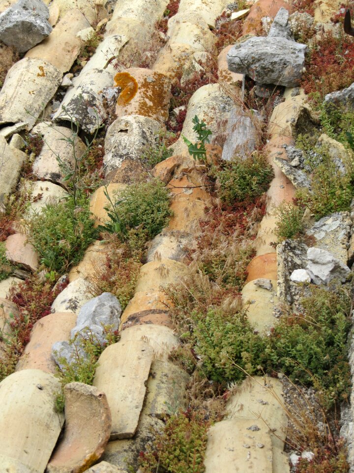 Sedum moss green