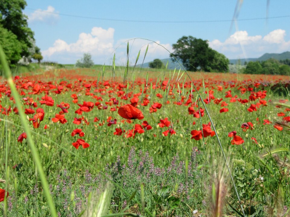 Grass landscape nature