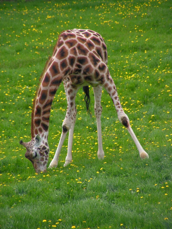 Giraffe graze grass