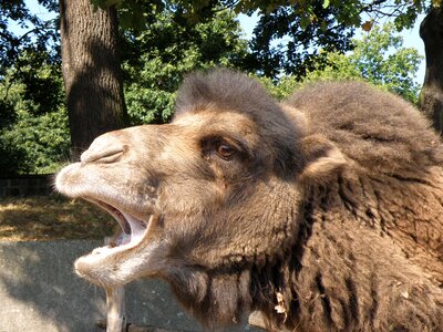 Head mouth muzzle