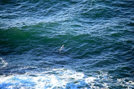 Sound waves seagull