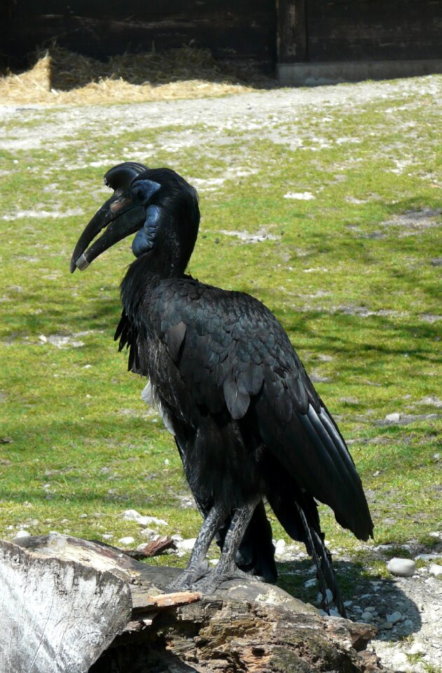 Ground-hornbill bird animal