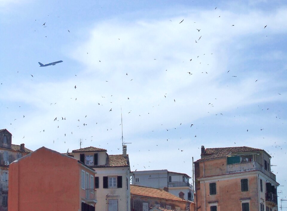 Old town swallows birds