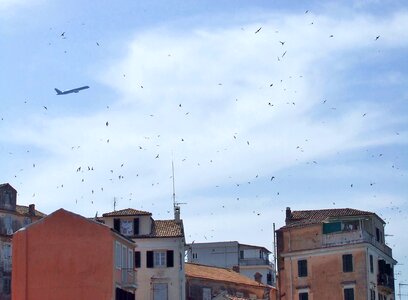 Old town swallows birds