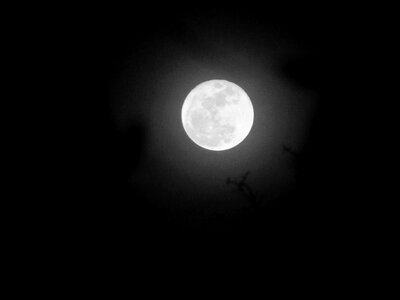 Nature moonlight silhouette photo