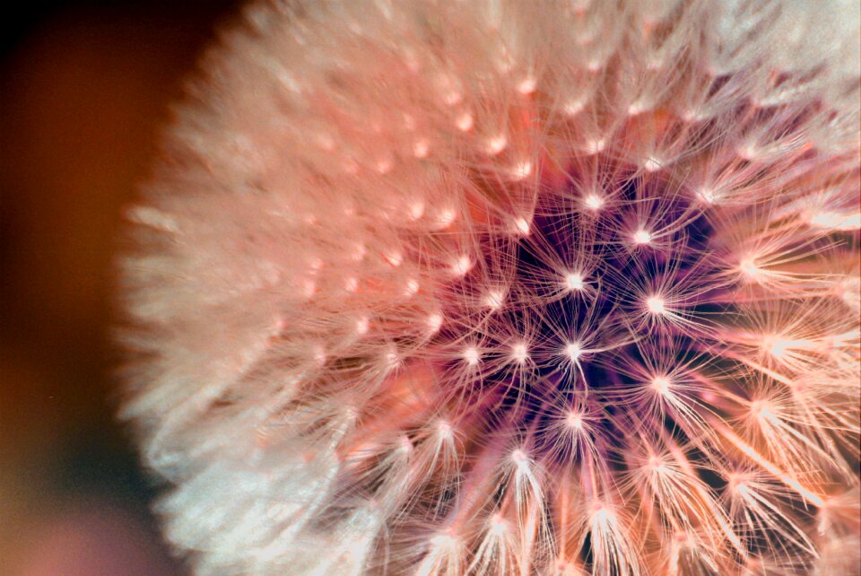 Spring pointed flower blossom