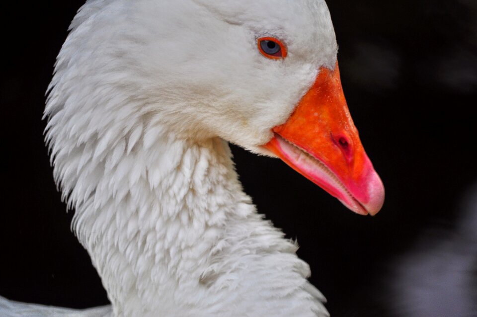 Kaczor white bird