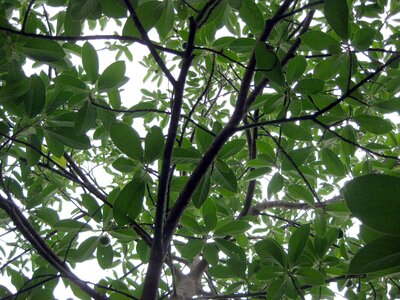 Nature leaf garden