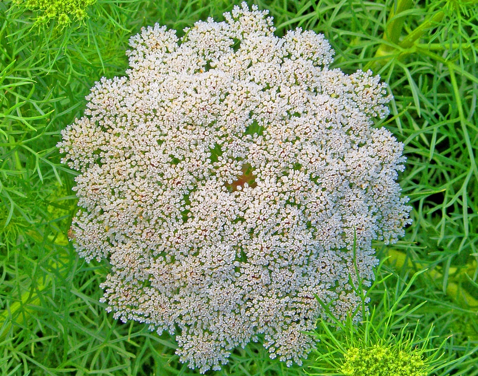 Weed flower wildflower