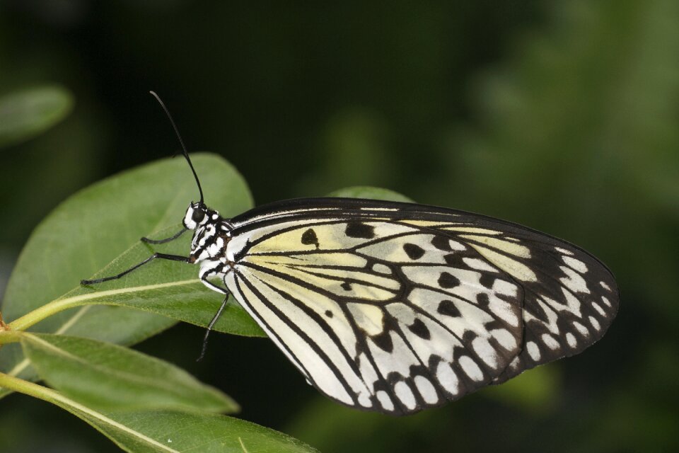 Nature green