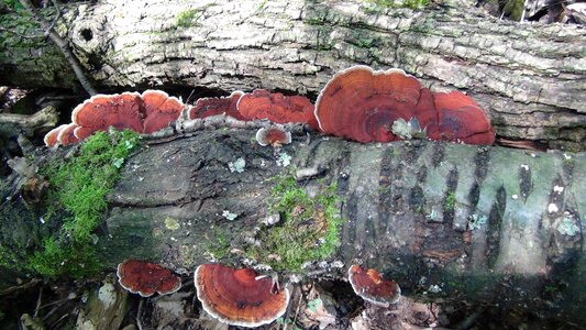 Forest modern tree fungi
