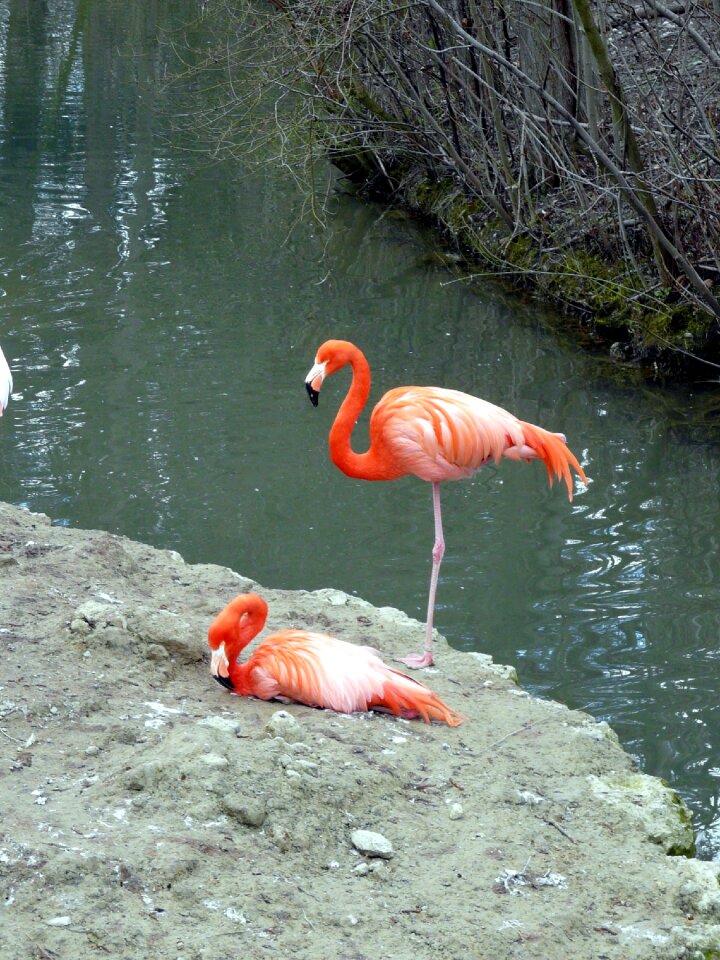 Flamingo bird animal