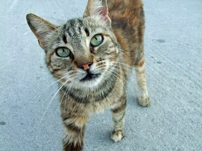 Fur cat face animal world