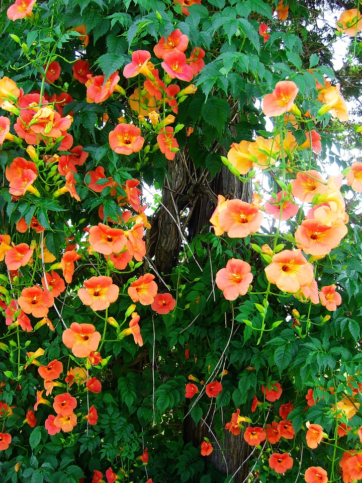 Flower nature bloom