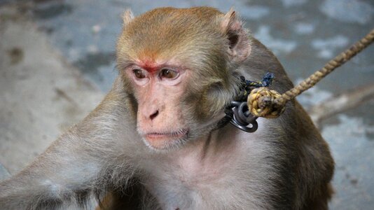 Monkey animal photo
