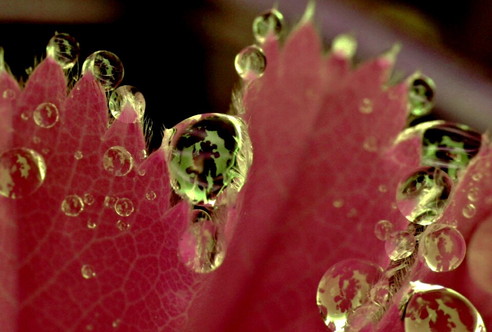 Dew beaded dewdrop