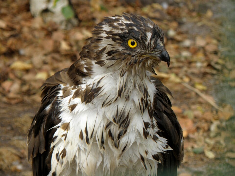 Predator head bird