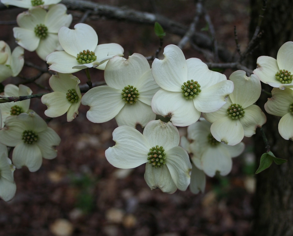 Blossom bloom petals