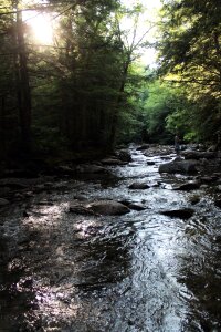 Landscape summer nature