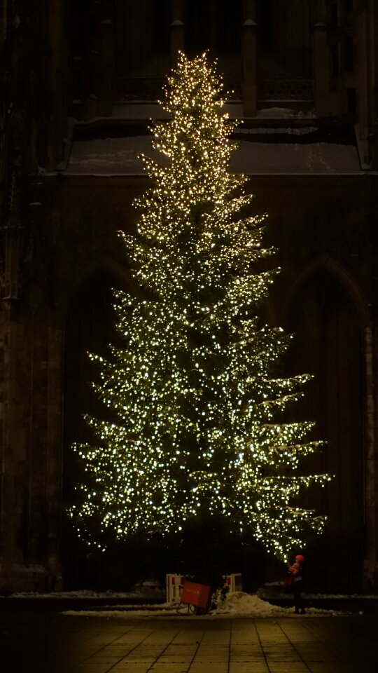 Christmas night fir tree