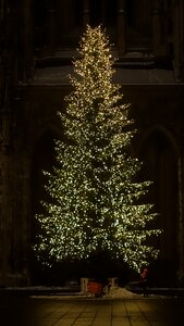 Christmas night fir tree