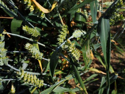 Ear grain cornfield photo