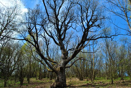 Tree country nature