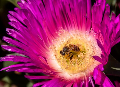 Flowers bloom succulent photo