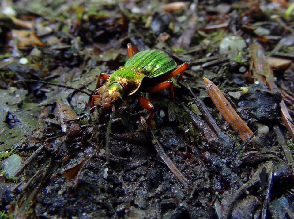 Carabus auronitens green iridescent