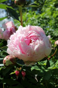 Yard summer garden flower