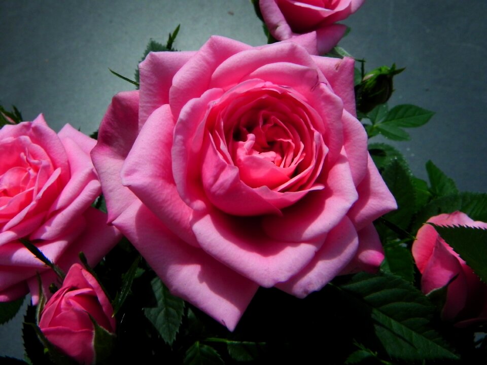 Bloom flower nature