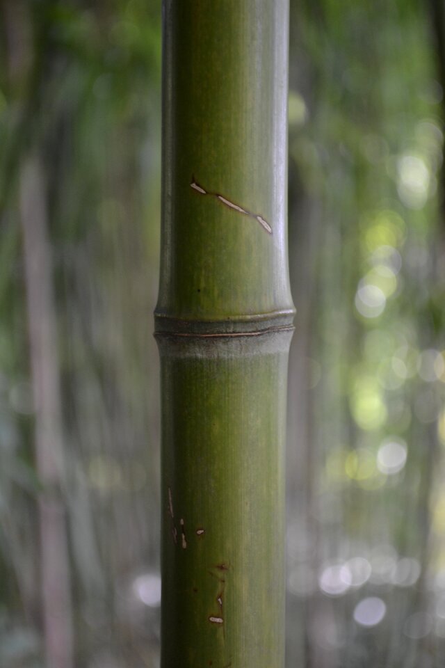 Zen outdoor spring