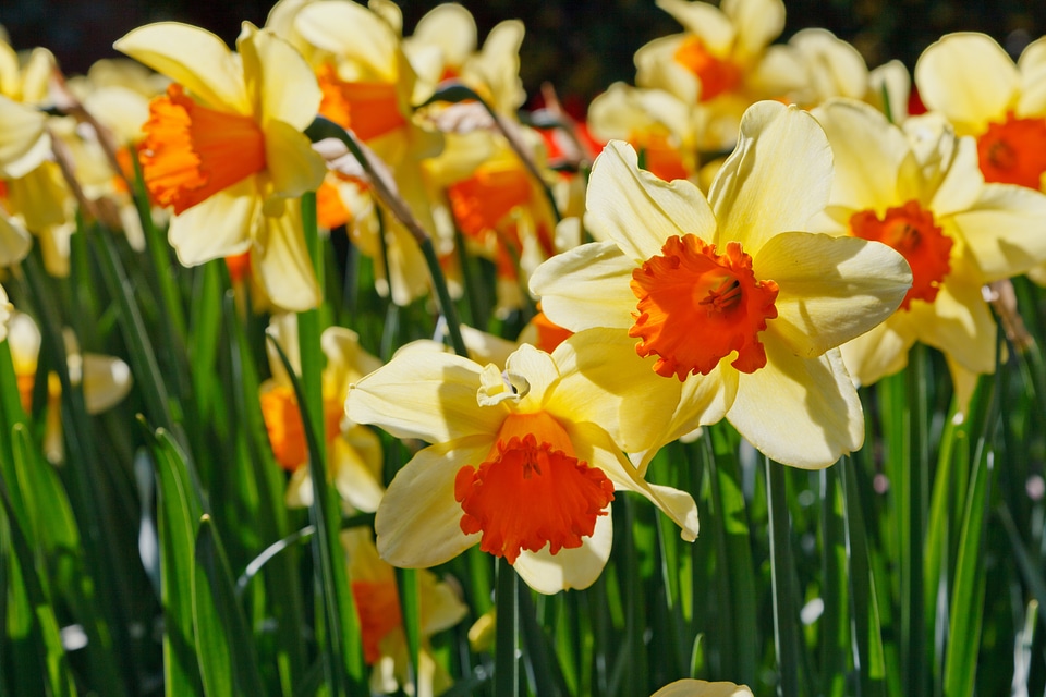 Colorful daffodil daffodils