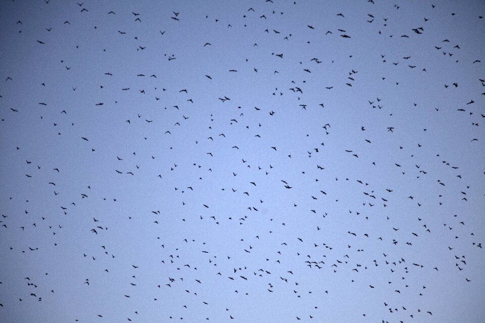 Wing air fly