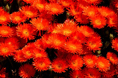 Succulent orange garden