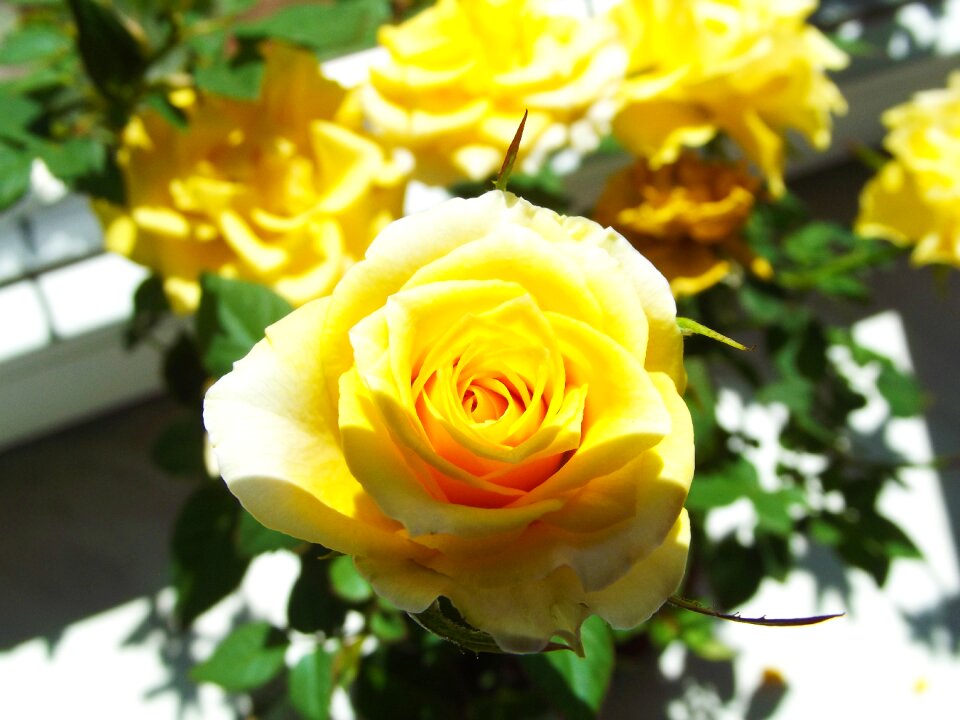 Flowering a symbol of jealousy love
