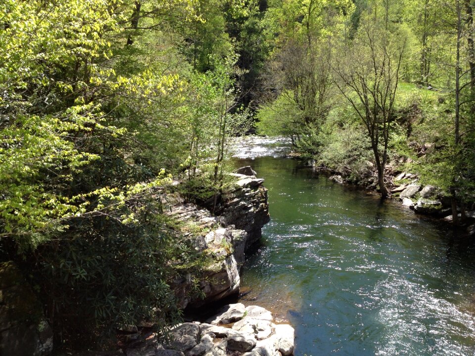 Forest water creek photo